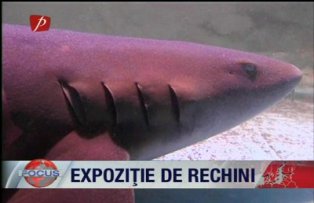 Expozitie de rechini