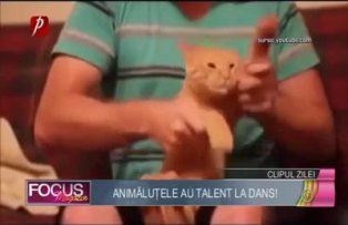 Clipul zilei: animăluţele au talent la dans!