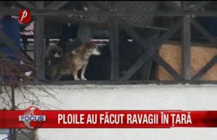 Ploile au facut ravagii in tara