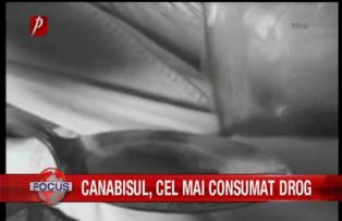 Canabisul cel mai consumat drog