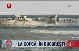 La copca in Bucuresti