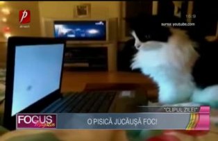 Clipul zilei: o pisică jucăuşă foc!