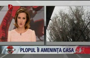 Plopul îi ameninţă casa