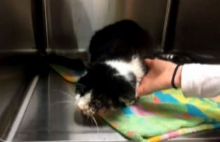 VIDEO / O pisica a fost calcata de masina si apoi ingropata. Cum a gasit-o stapanul dupa patru zile