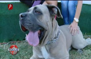 Festivalul animalelor de companie