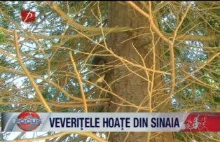 Veveritele hoate din Sinaia