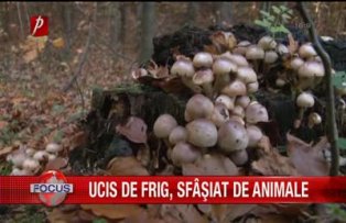 Ucis de frig sfasiat de animale