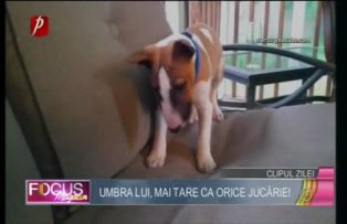 Clipul zilei - umbra lui, mai tare ca orice jucărie!