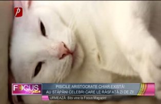 Pisicile aristocrate chiar exista! Au stapani celebri care le rasfata zi de zi