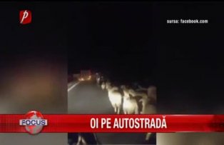 Oi pe autostrada