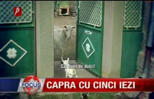 Capra cu cinci iezi