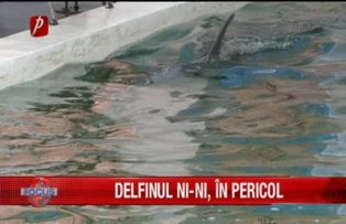 Delfinul Ni-Ni in pericol
