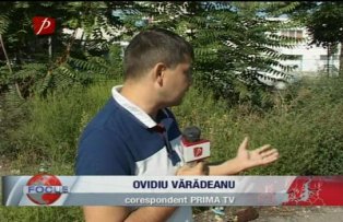 Iarba Pârloagelor provoacă alergii