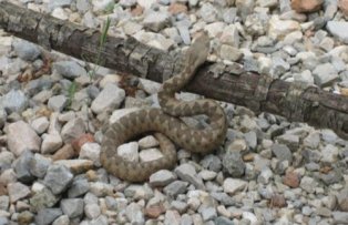 Canicula a innebunit viperele. Trei oameni din Bistrita-Nasaud si Harghita au fost atacati
