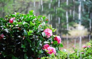 Ploi abundente in toata tara, in aceasta primavara. Prognoza meteo pe trei luni