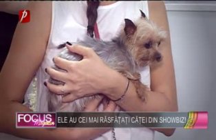 Ele au cei mai răsfăţaţi căţei din showbiz!