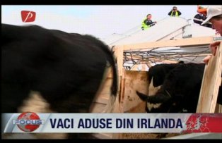 Vaci aduse din Irlanda