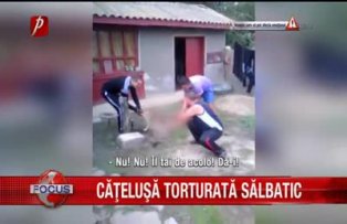Catelusa torturata salbatic