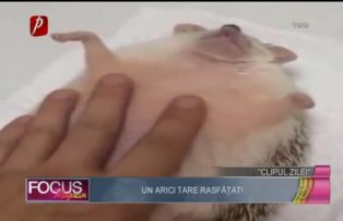 Clipul zilei: ariciul rasfăţat
