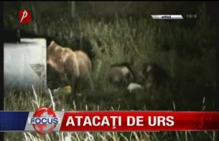 Atacati de urs