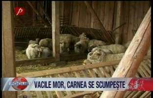 Vacile mor, carnea se scumpeste