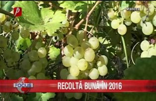 Recolta buna in 2016