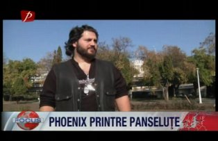 Phoenix printre panselute