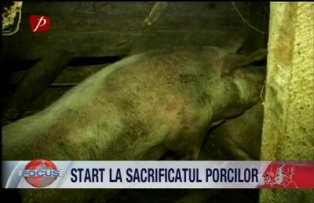 Start la sacrificiul porcilor