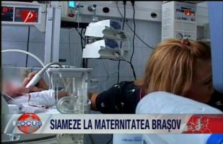 Siameze la maternitatea Brasov