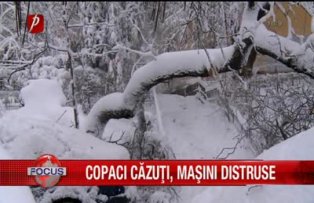 Copaci cazuti, masini distruse