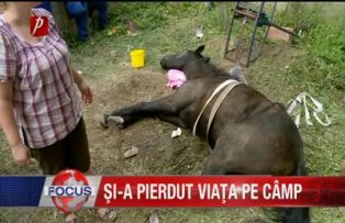 Şi-a pierdut viaţa pe camp