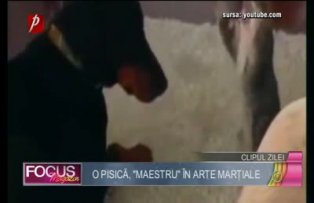 Clipul zilei: o pisică, "maestru" în arte marţiale