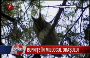 Bufnite in mijlocul orasului