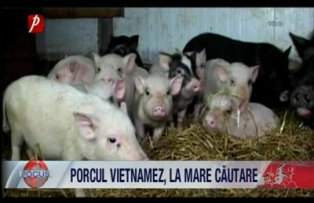 Porcul vitnamez la mare cautare