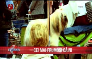 Cei mai frumoşi câini
