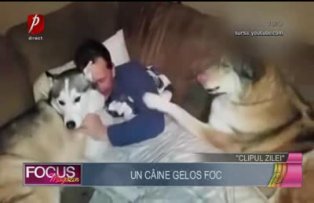 Clipul zilei: un câine gelos foc