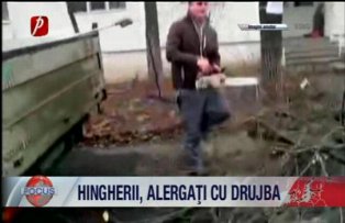 Hingherii alergati cu drujba