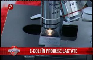 E-coli in produse lactate