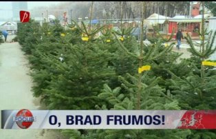 O brad frumos