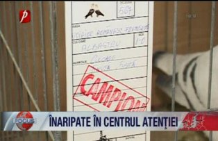 Inaripate in centrul atentiei