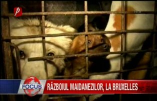Razboiul maidanezilor la Bruxelles
