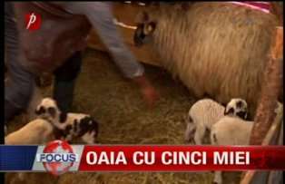 Oaia cu cinci miei
