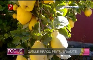 Gutuile, miracol pentru sănătate!