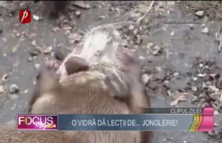 Clipul zilei: o vidră dă lecţii de... jonglerie!