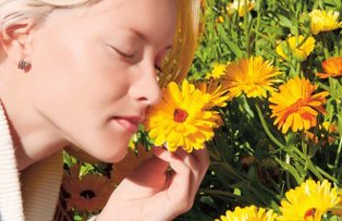 Planta care lupta impotriva cancerului