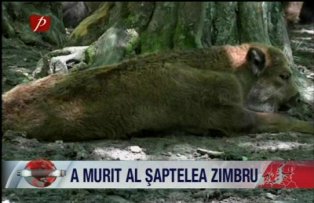 A murit al saptelea zimbru
