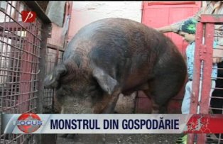 Monstrul din gospodarie