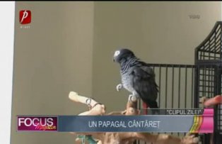 Clipul zilei: un papagal cântăreţ