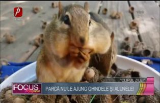 Clipul zilei: parcă nu le ajung ghindele şi alunele!