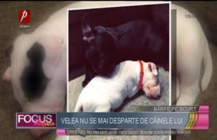 Velea nu se mai desparte de câinele lui